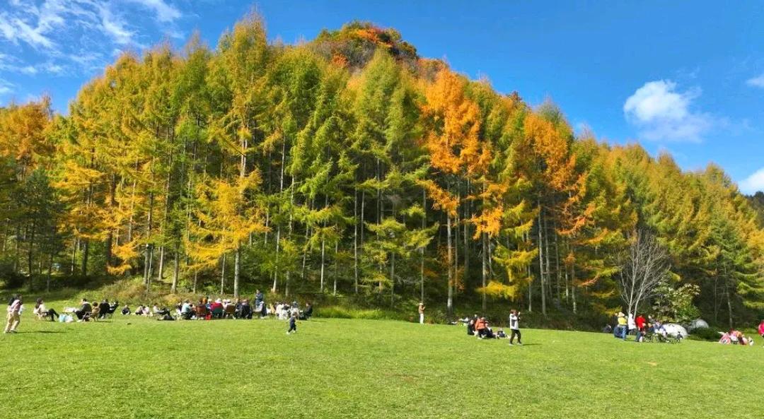 🎨【金秋盛景，曾家山如画】
在这金风送爽的十月，朝天区的曾家山宛如一幅绚丽多彩