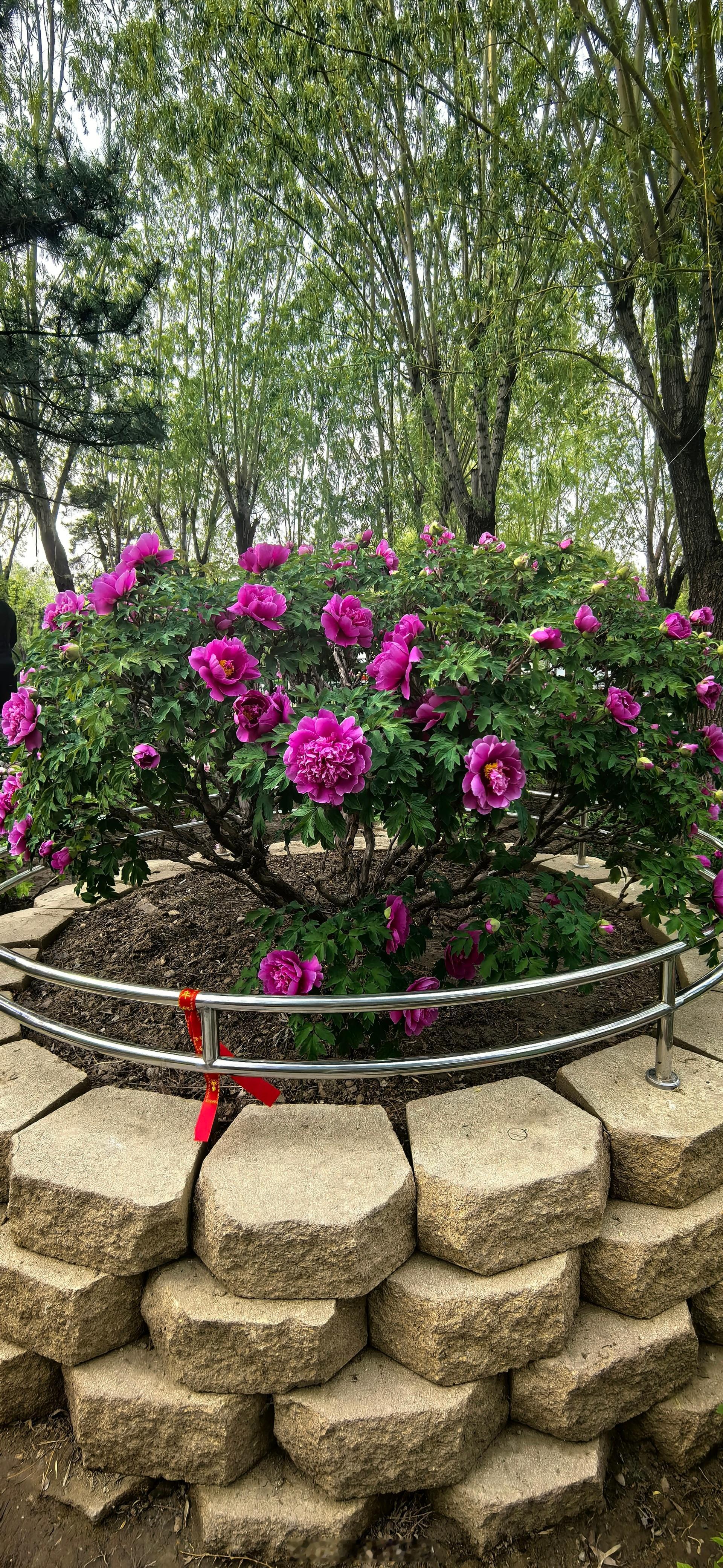 我种过三棵牡丹，一棵没活踏青寻春色  ​​​