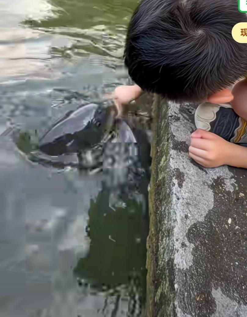 爸爸在旁边钓鱼一无所获，儿子拿自己的零食小鱼干在河边玩耍，结果上来了好多条大鱼争