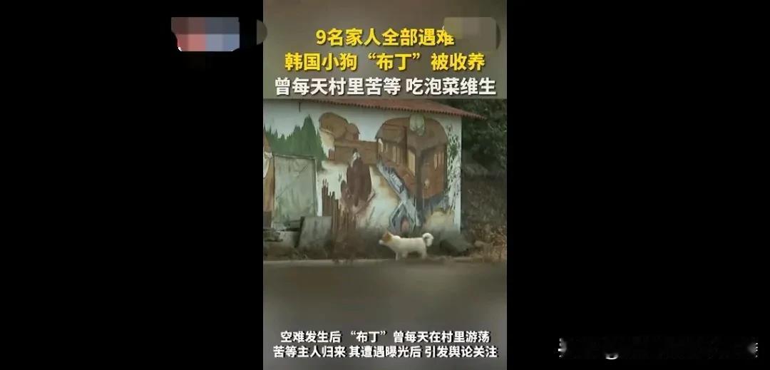 近日，韩国179人罹难的空难，其中居住在全罗南岛的一位78岁老人，他们一家九口人