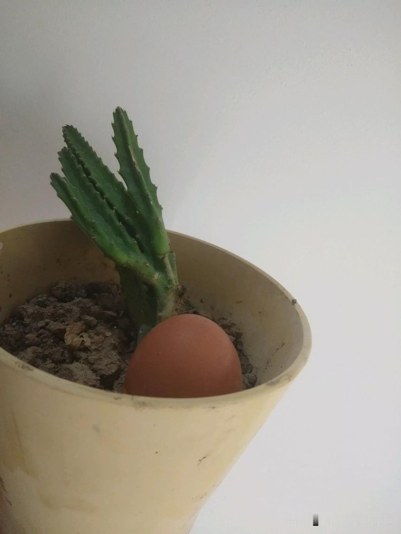 一位朋友辞职走了，送一盆绿植给我，我开始以为是仙人掌🌵的表兄弟，上面的刺一定戳