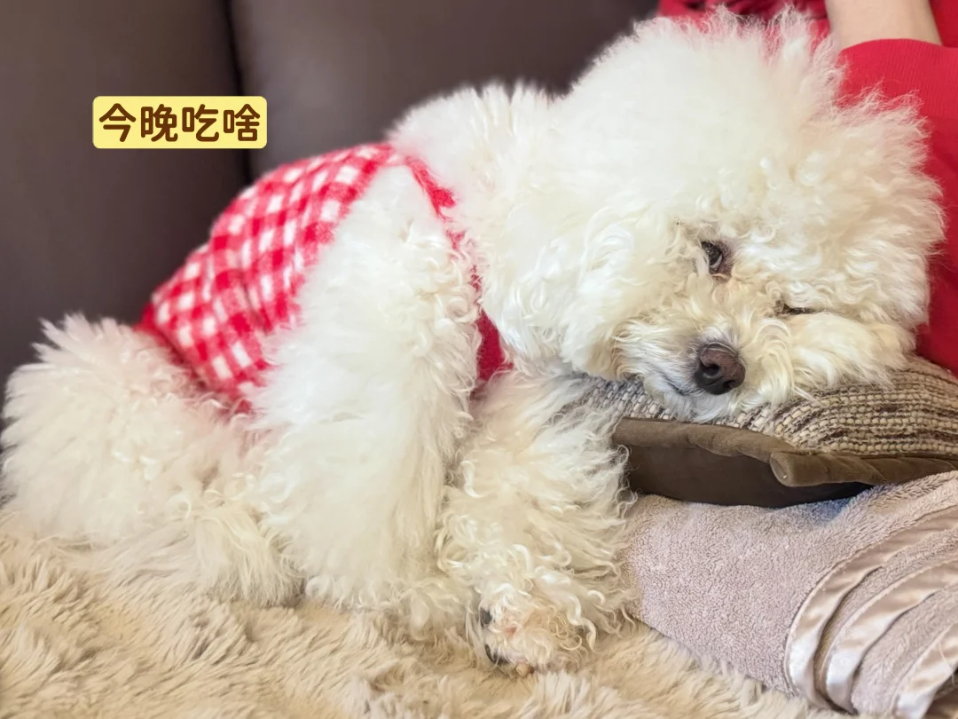 这睡姿放到人类肯定没救了