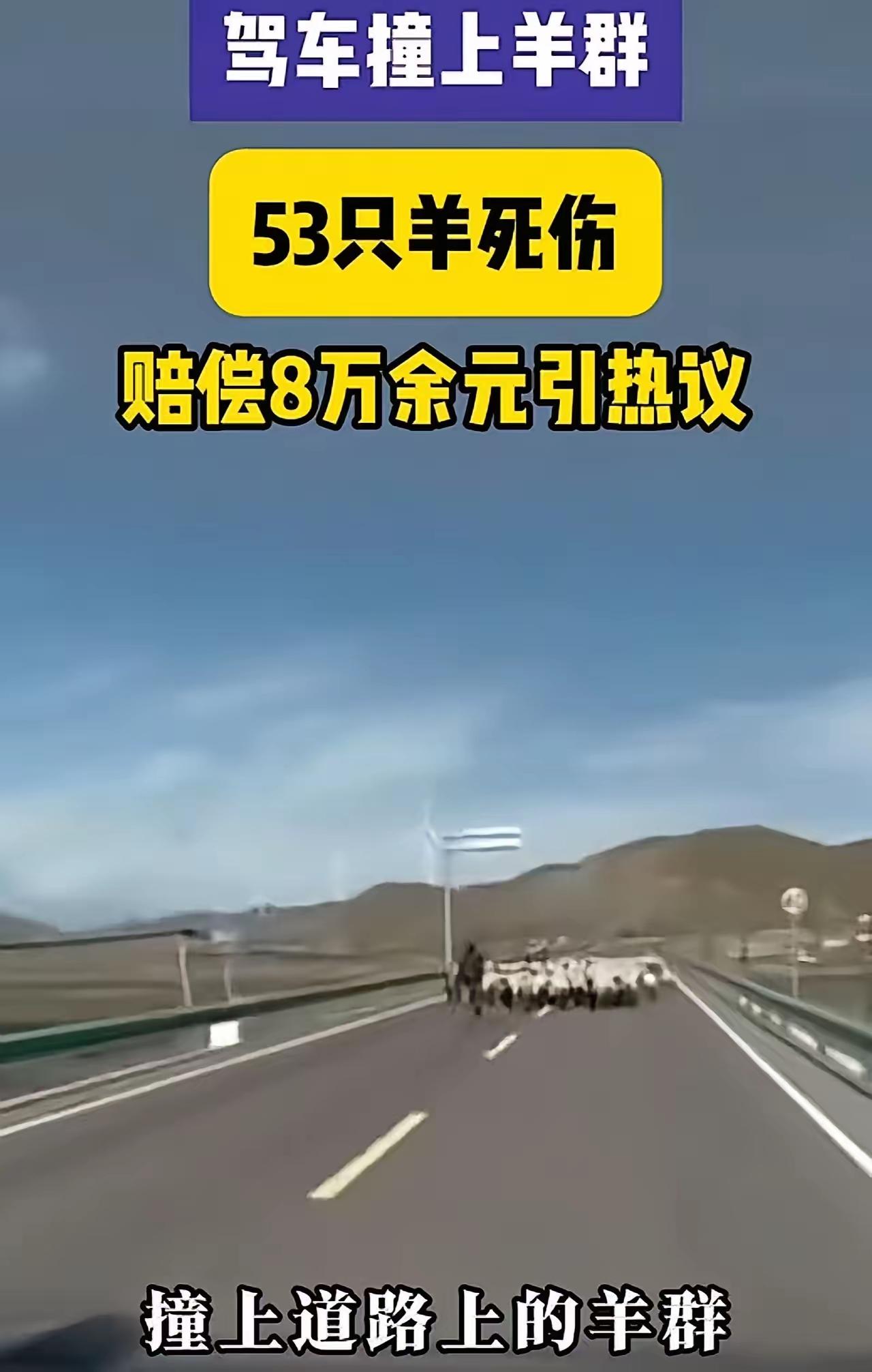 全网吵翻！男子驾车分神撞死53只羊，赔偿8.48万，死羊却归主人！网友：离谱漏洞