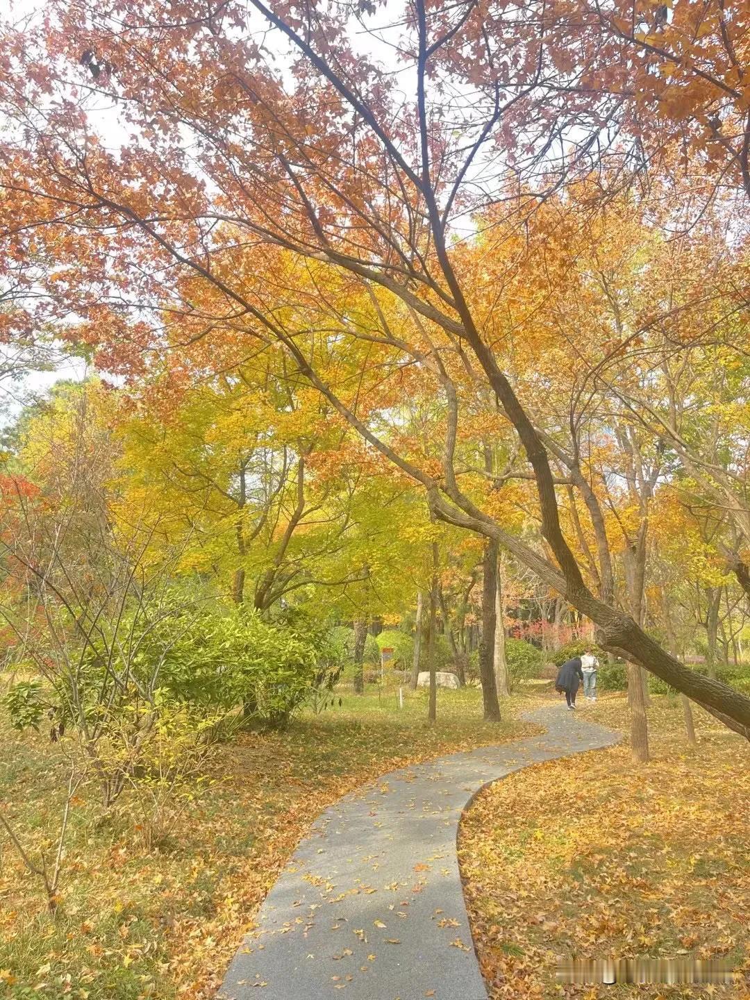 11月份了，已经是初冬了。
在北方，算是深秋吧，目前还感受不到冬天冷意。
这个季