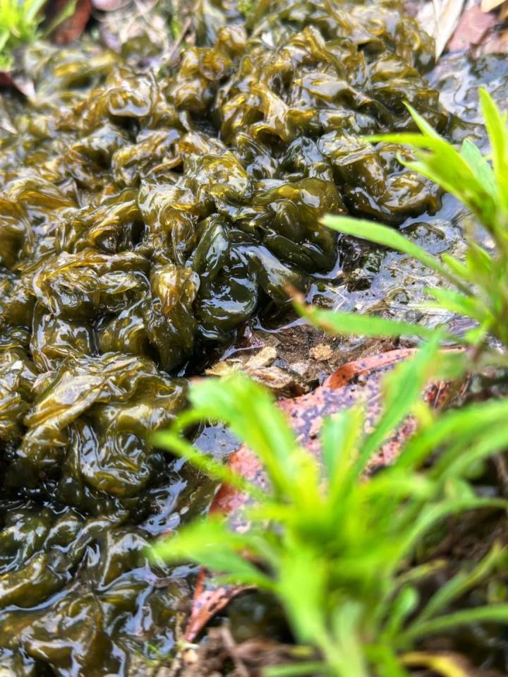 雨后大量出现！有人卖到每斤349元，很多人小时候常吃……