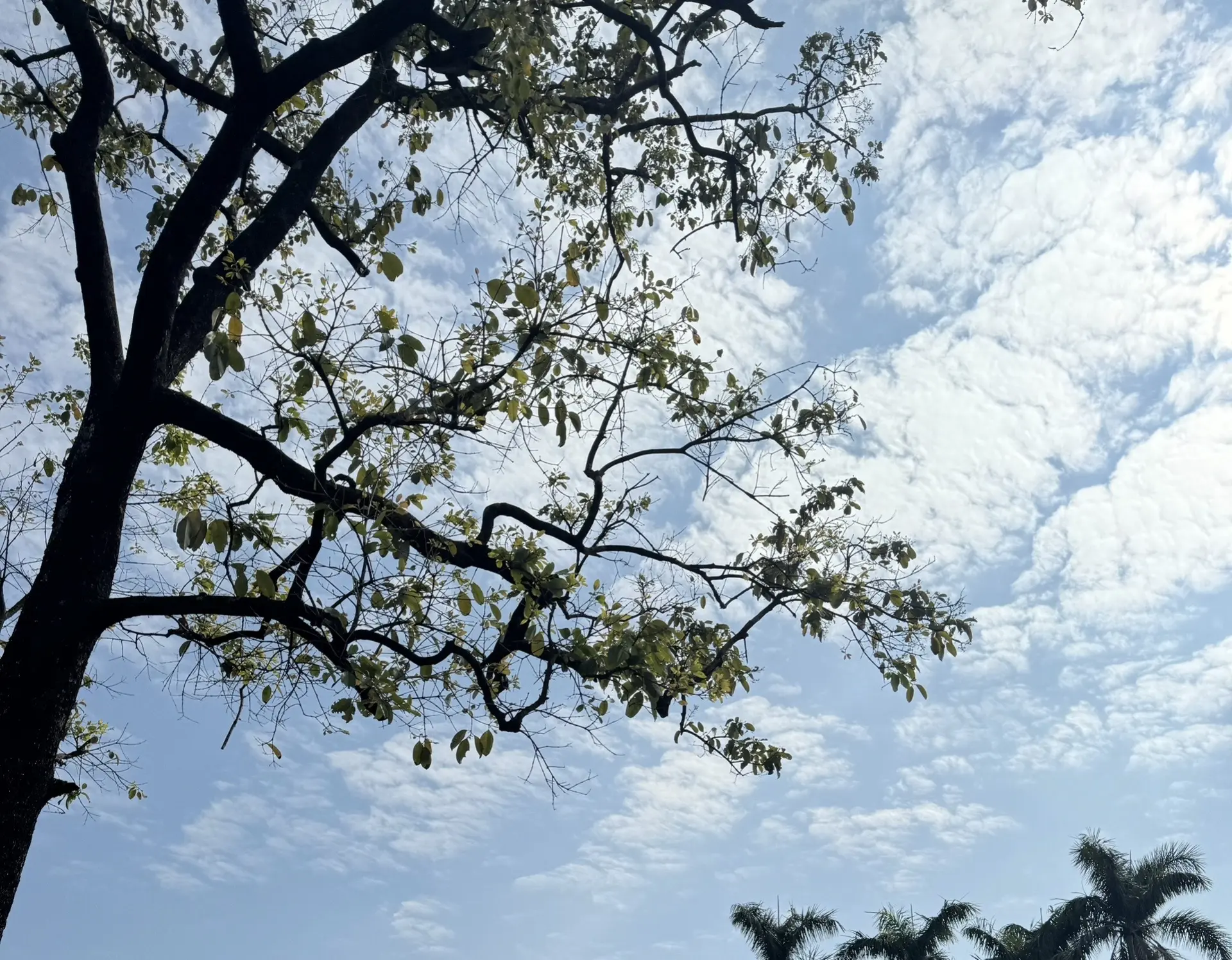 傲娇嘴硬实际恋爱脑拉满男主！！《魔尊他非要为我守寡》by日日复日日 《...