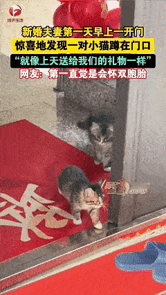 解释不清了！近日黑龙江，女子刚跟丈夫结婚，第二天开门时，看见有两只小猫在自己家门
