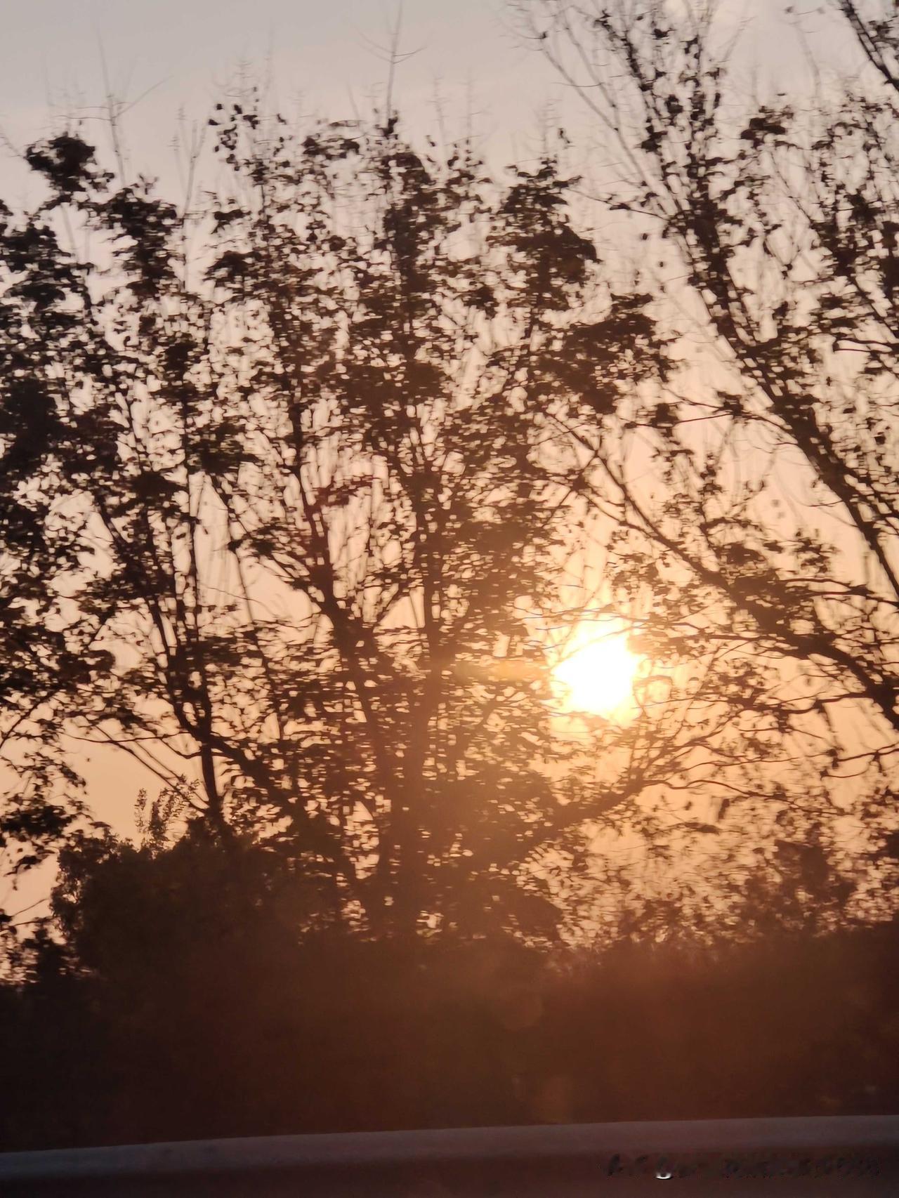今年春天
最想去贵州山里走走
看看漫山遍野的红杜鹃
还想去黄山看看
看看层层叠叠