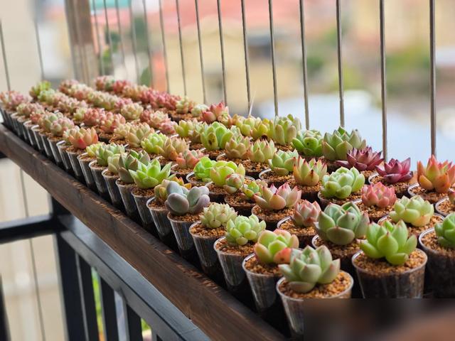 谁看了不说一句“这也太会过日子了吧！”

最近浙江杭州有个姑娘火了——用矿泉水瓶