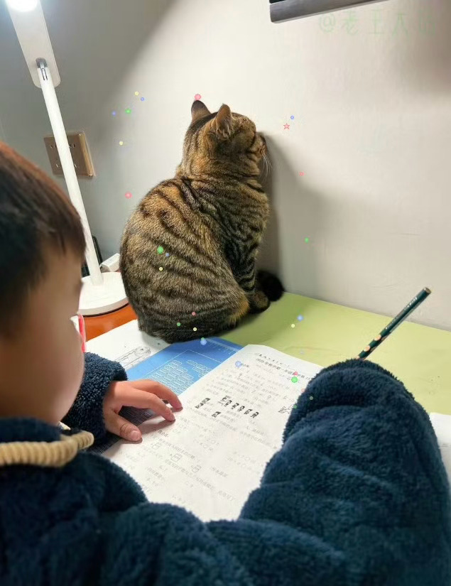 辅导作业的猫咪：别写了……大佬