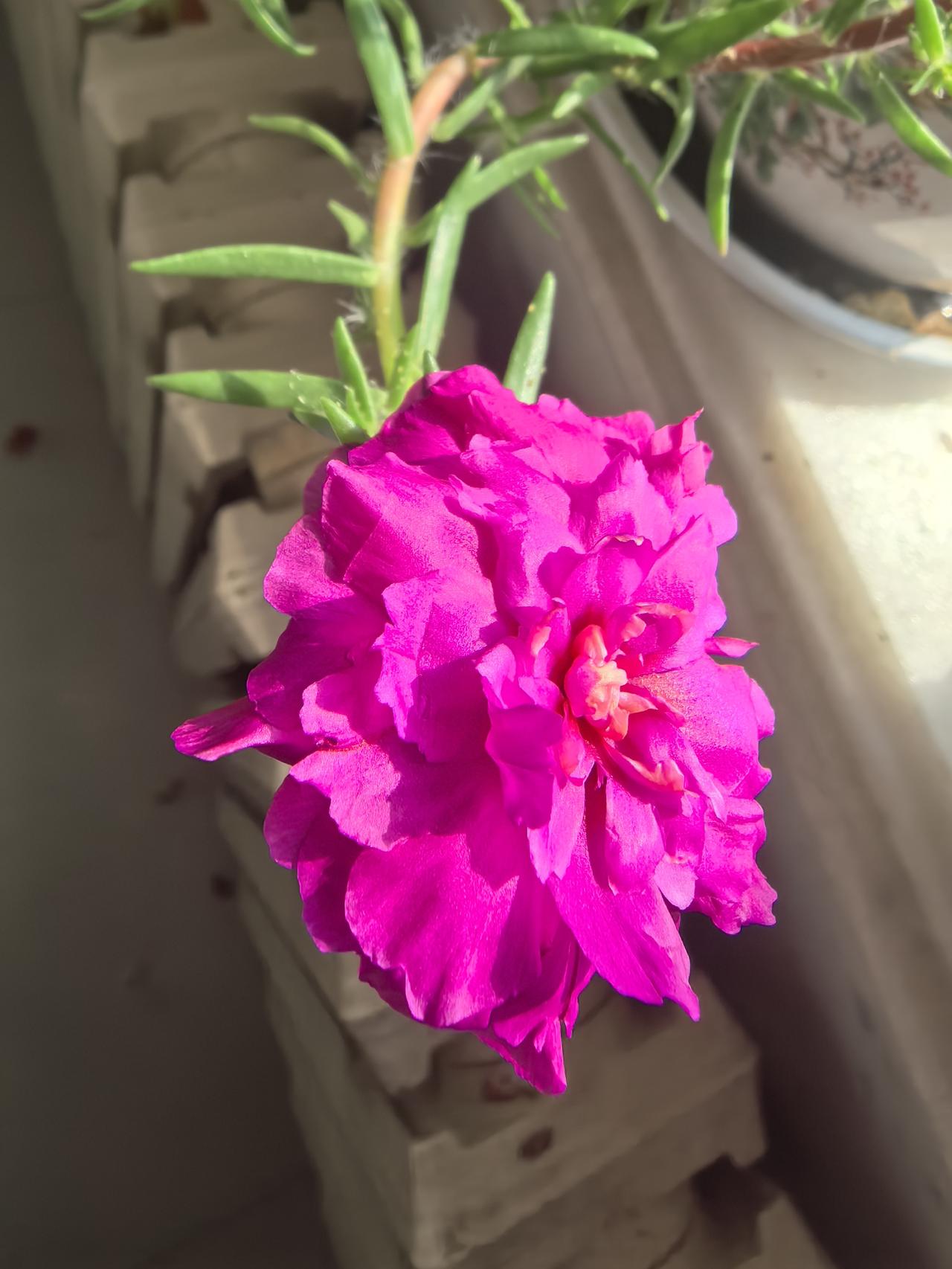 茶树花依旧开着，太阳花又添了新色彩，不止是红或粉了，黄色也挺诱人的。