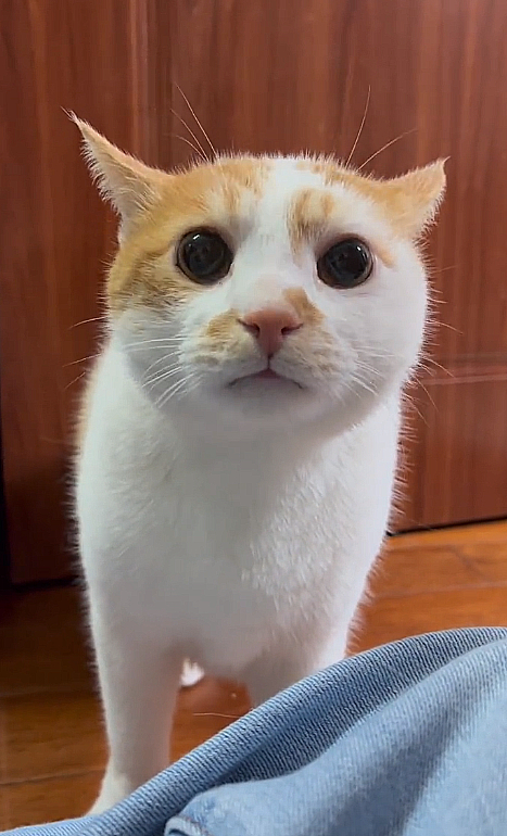 它一定是闻到了我裤子上，其他“猫味”[捂脸]开始怀疑猫生了吧？晚上小鱼干吃不下了