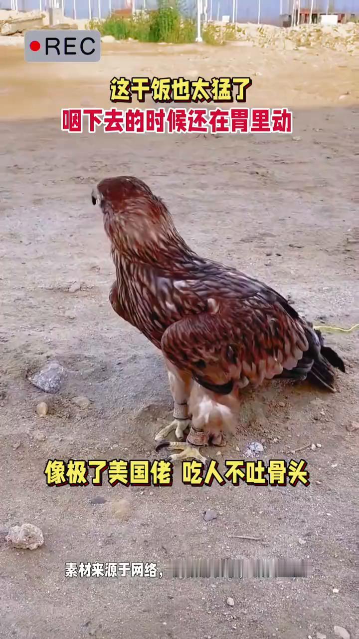 这干饭也太猛了，咽下去的时候还在胃里动，像极了美国佬吃人不吐骨头。
素材来源于网