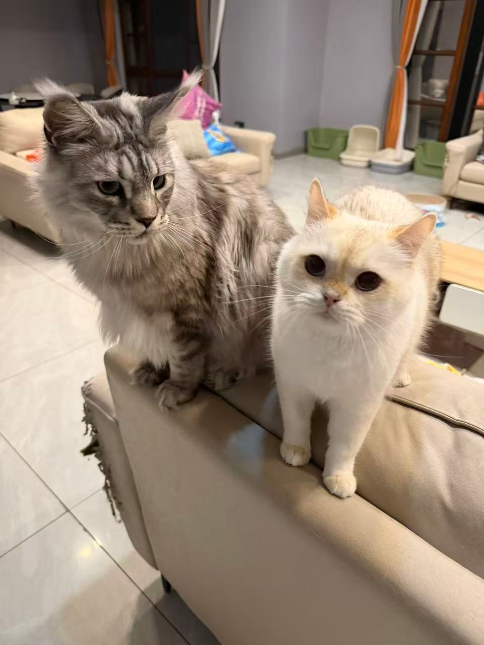 一拍猫就找不到豆豆，感觉这猫会隐身术，还是他根本不喜欢我这个秘书？[融化][融化