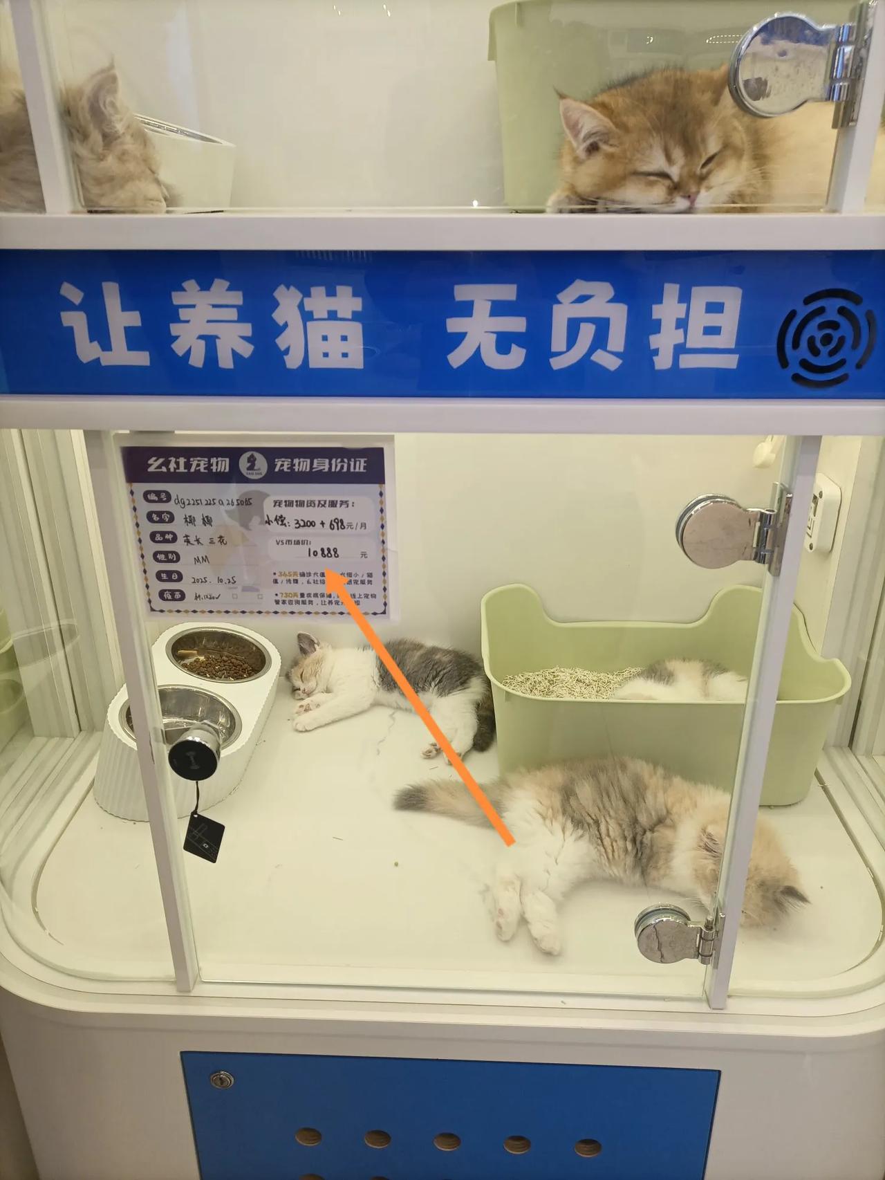 此时此刻突然感觉到猫比人还高贵。今天闲来没事，去宠物店看猫。店里面放着几笼猫，有