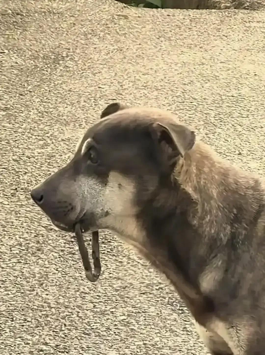 快递员小赵送件路上听见草丛里狗叫得惨，下车一看，一只黄狗腿被锈铁钩穿破，血糊一片