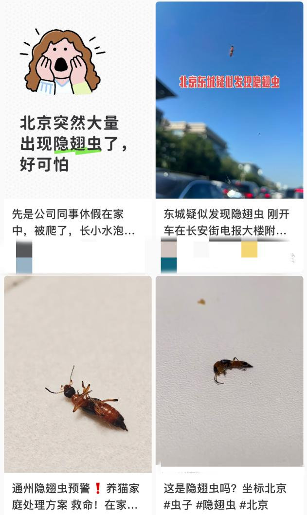 这两天北方不少人在家里撞见一种黑红相间的小虫，网上管它叫"飞行的硫酸"。这个外号