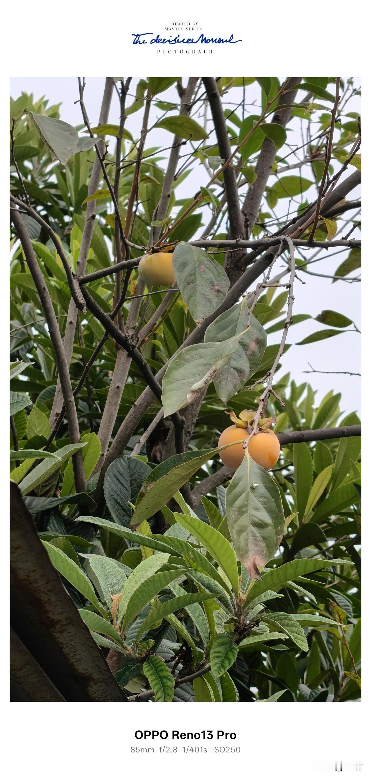 最近拍了一组柿子的照片，好多朋友问我一个问题：为啥峨眉树上刚摘下来的柿子是黄黄的