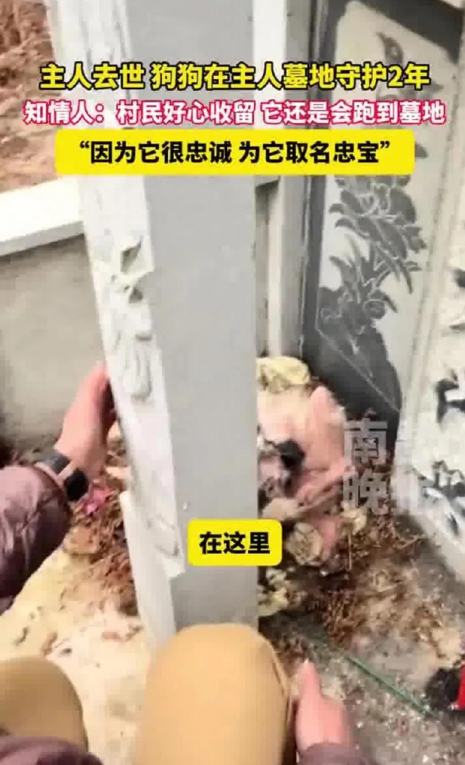 在你心中，什么是真正的忠诚与爱？有这样一只狗狗，它的故事感动了无数人的心！在江西