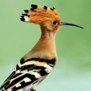 历史是任人打扮的