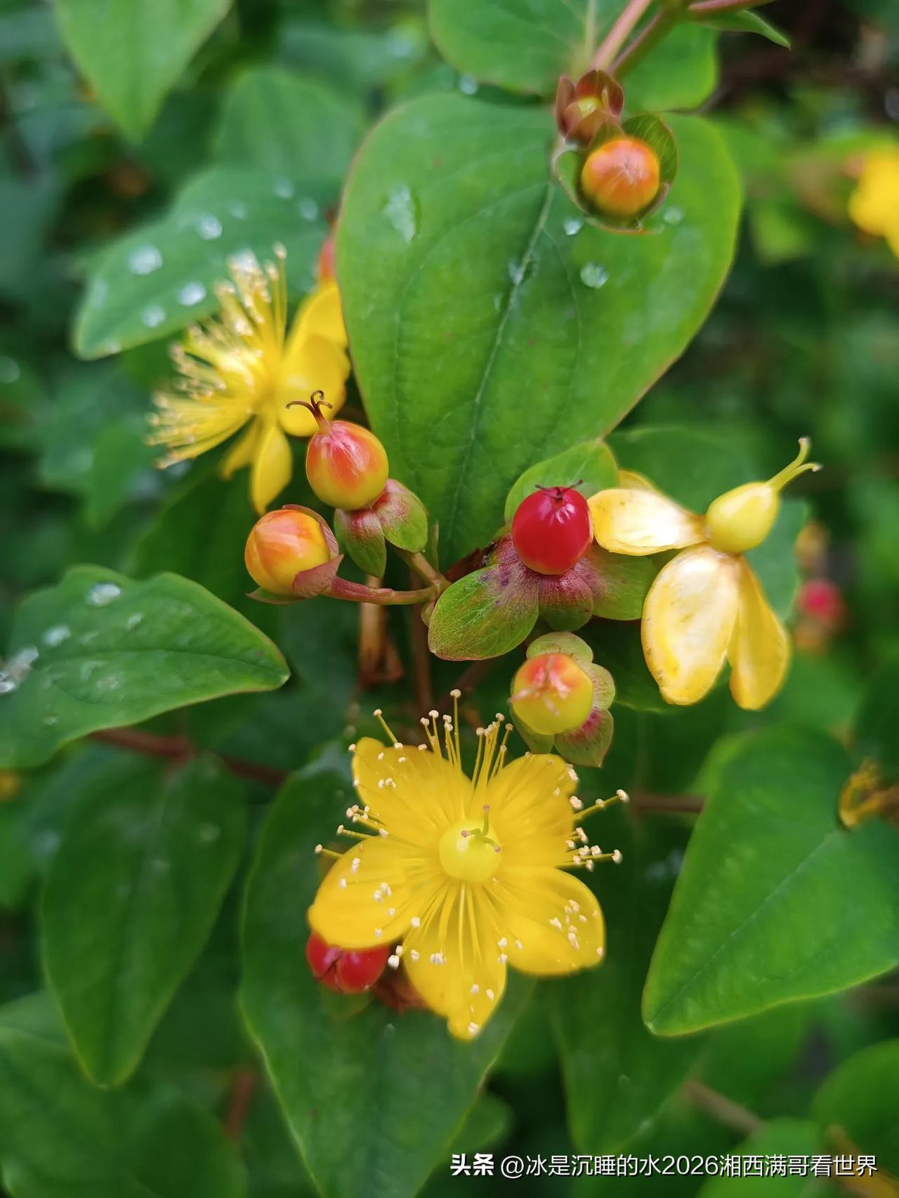 细雨朦胧中怒放的花儿………