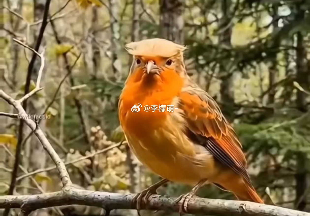 一看就知道不是个好鸟 