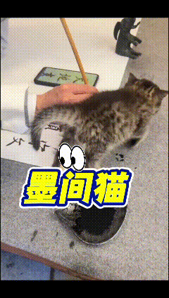 看完这段视频，心里觉得暖暖的。主人伏案写毛笔字，雪白的宣纸铺在桌面上，小奶猫踩着