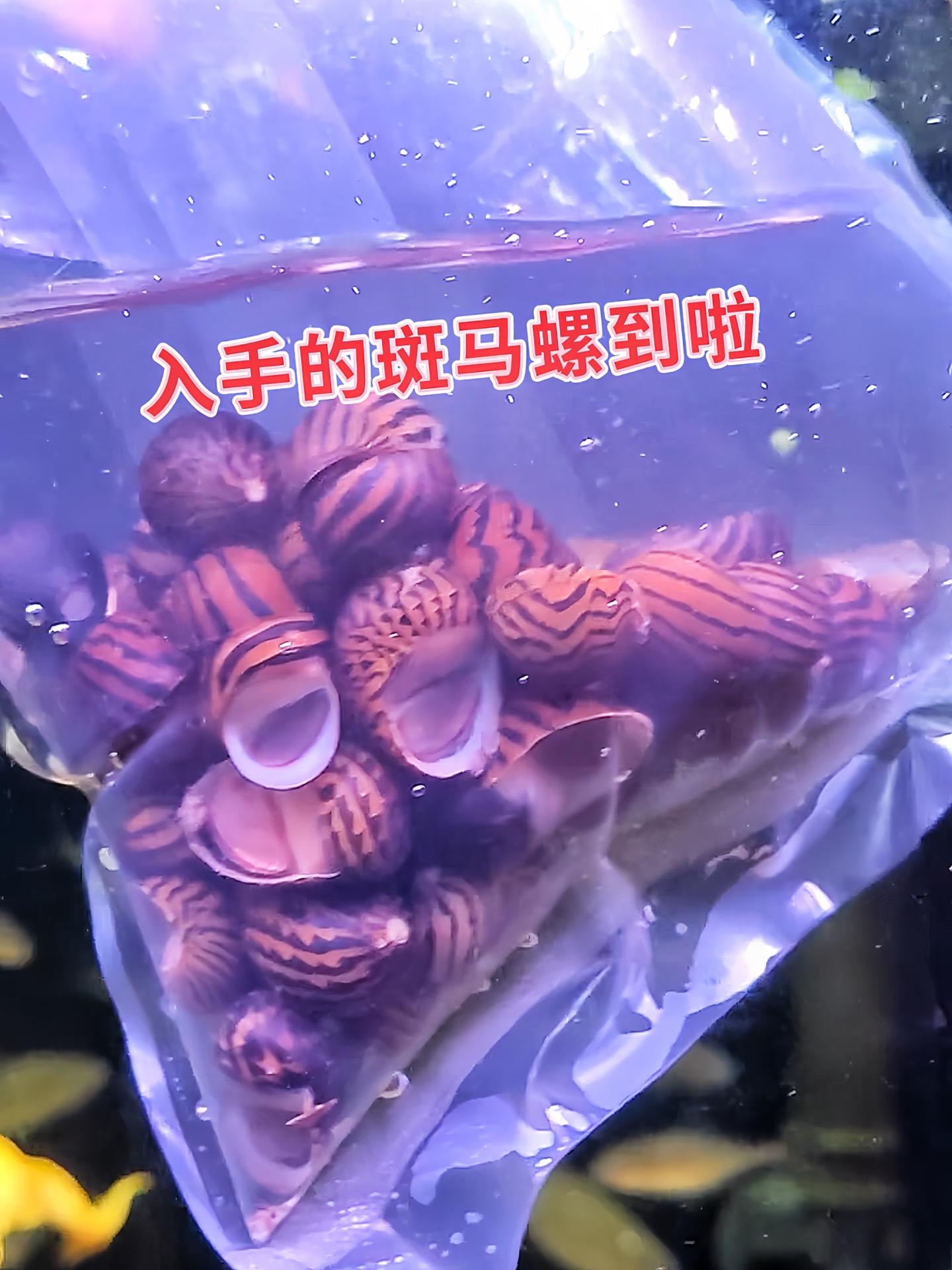 除藻高效：能刮食缸壁、水草及石头上的藻类，如黑毛藻、褐藻，保持缸体洁净...