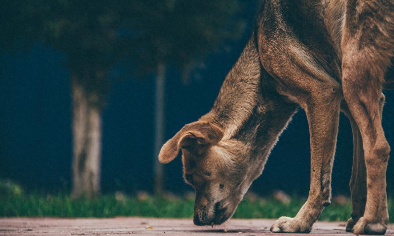 恶犬伤人屡禁不止，问题究竟出在哪？

一座城市的清晨，本该是公园里慢跑、绿道里散