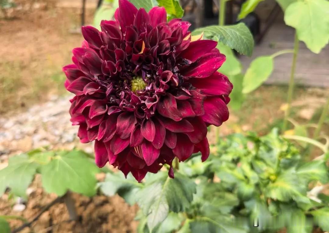 终于想明白，父亲节为什么是个容易被人忘记的节日。

父亲这个角色，只有在他离开人