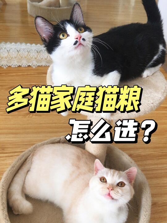 多猫家庭拒绝选粮焦虑！一篇教你挑选！