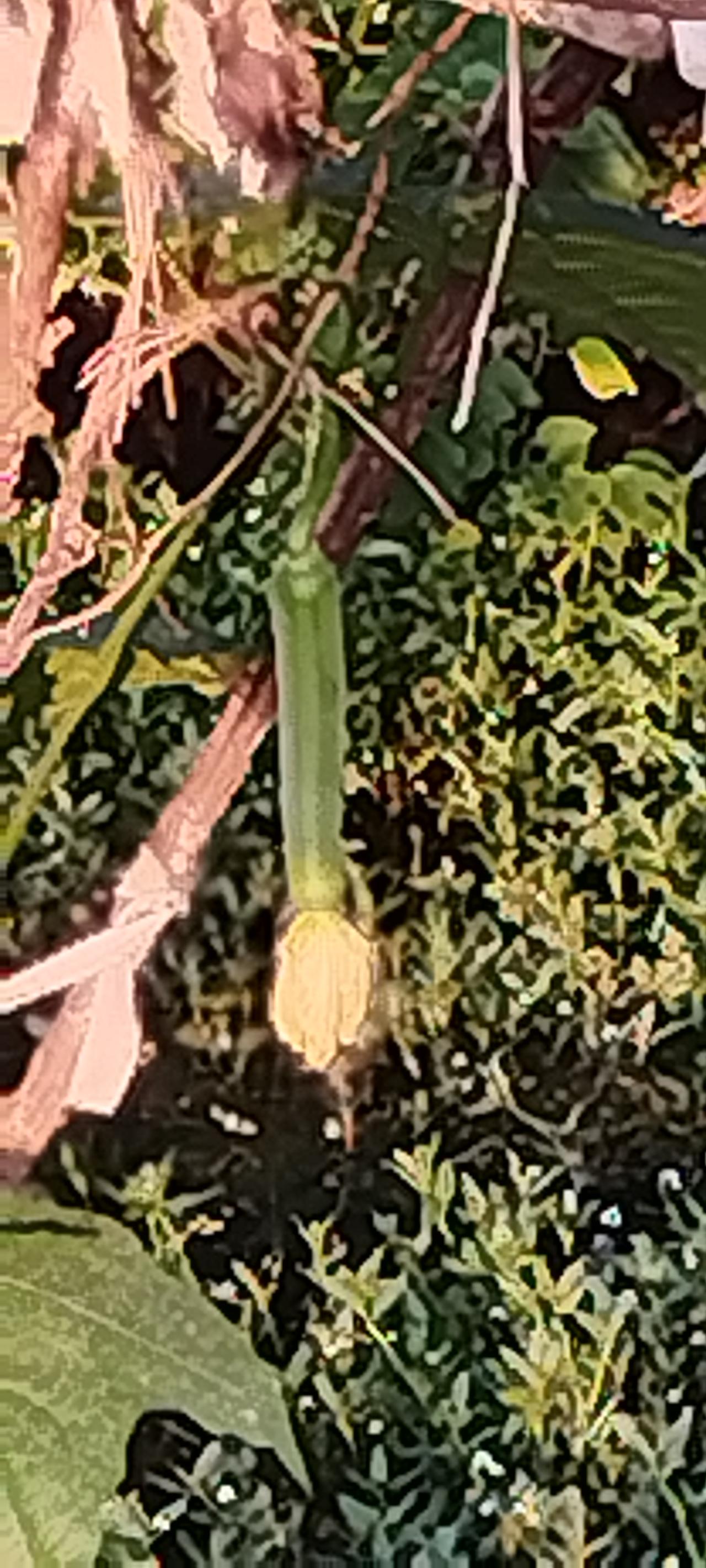 分享相册里的花草图片