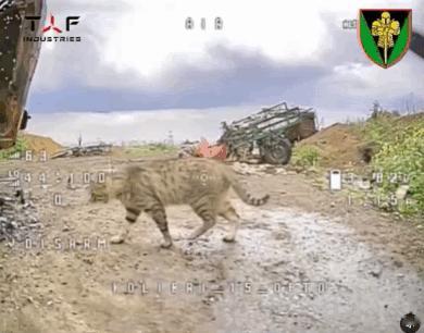 俄乌战场，1只哈基米预警俄军突击小组的到来，使得乌军无人机能及时升空进行打击。