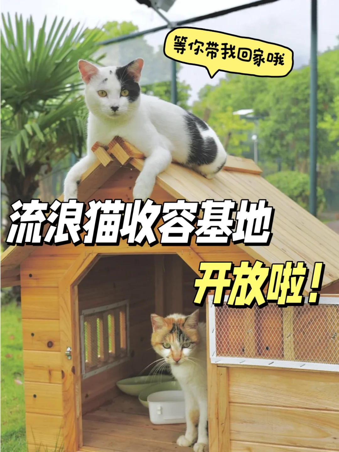 参与送养计划，给小流浪一个家🏠