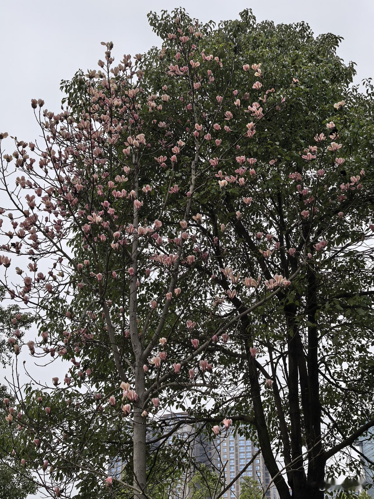 初七初八皆下了一整夜雨，天变冷了，这倒春寒的风，吹得人都裹紧了外套，可这几棵玉兰