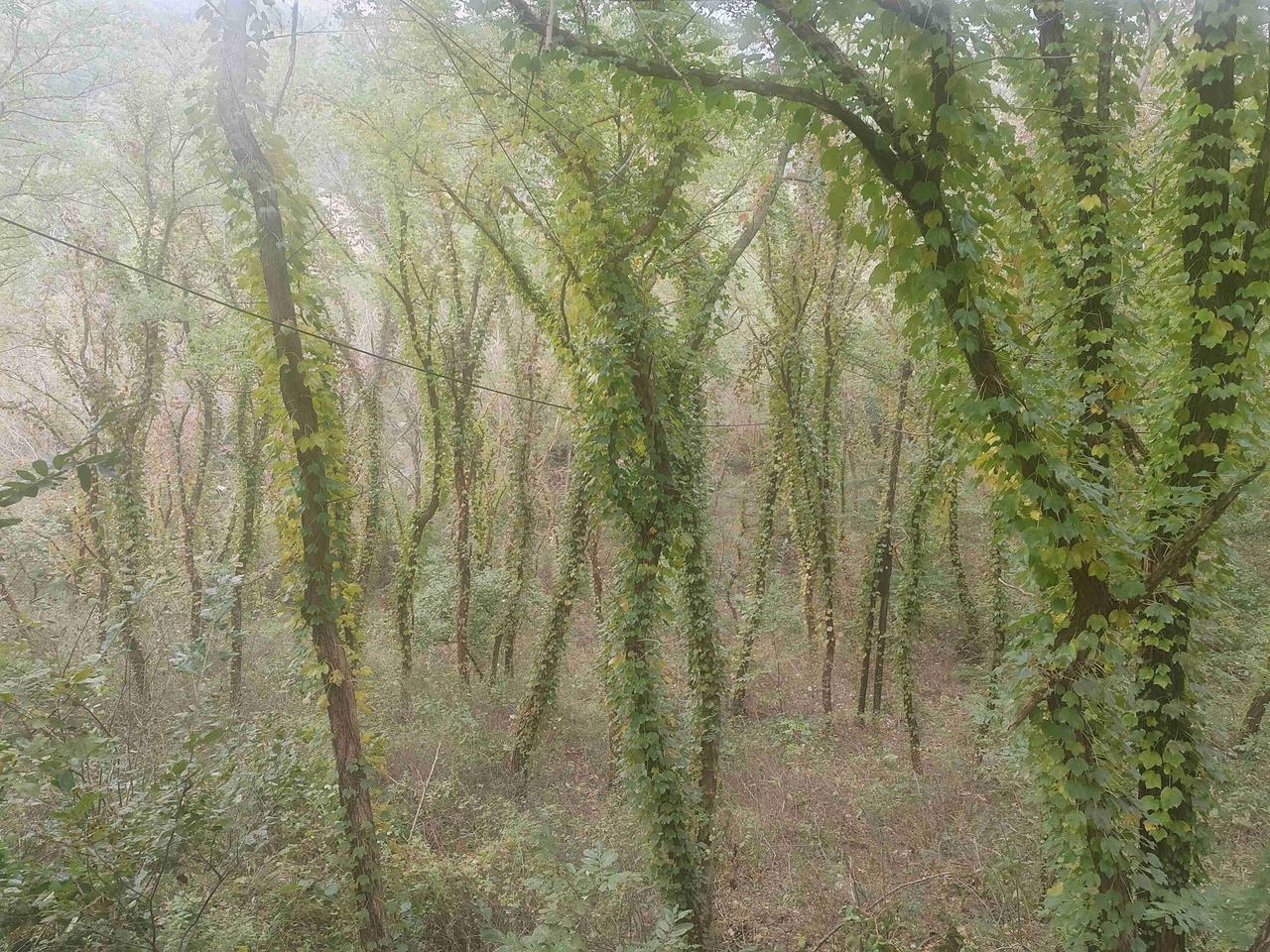 我的今日状态：💪🏻充满干劲
我这里的天气：☀️晴天
爬山目标山顶