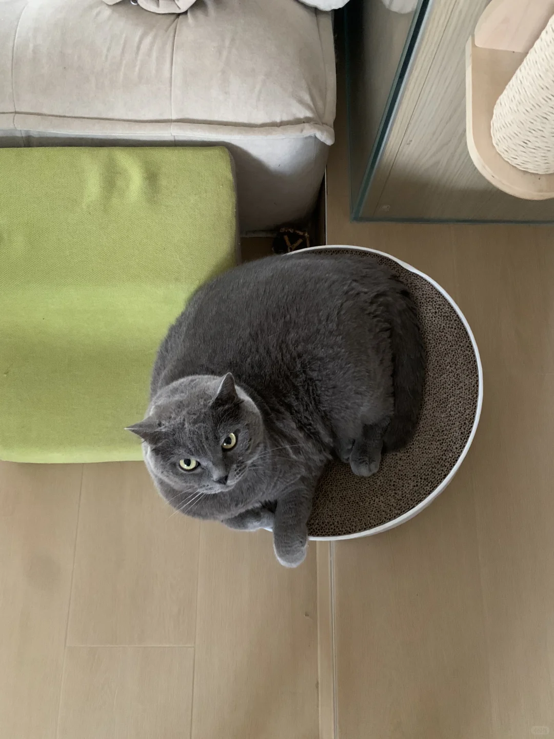 小猫的超绝平衡力