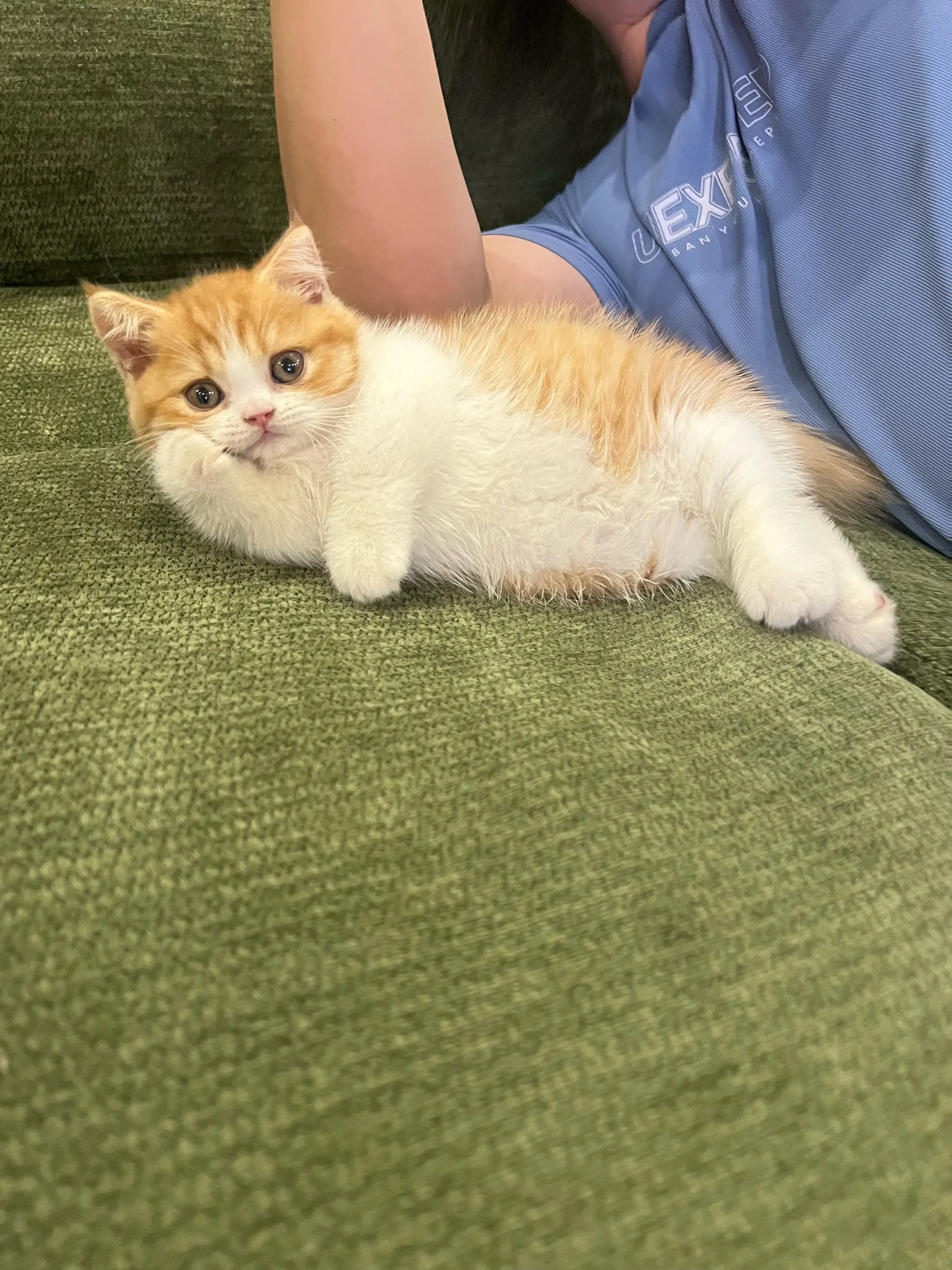 拖腮小猫。惯会勾引人的！