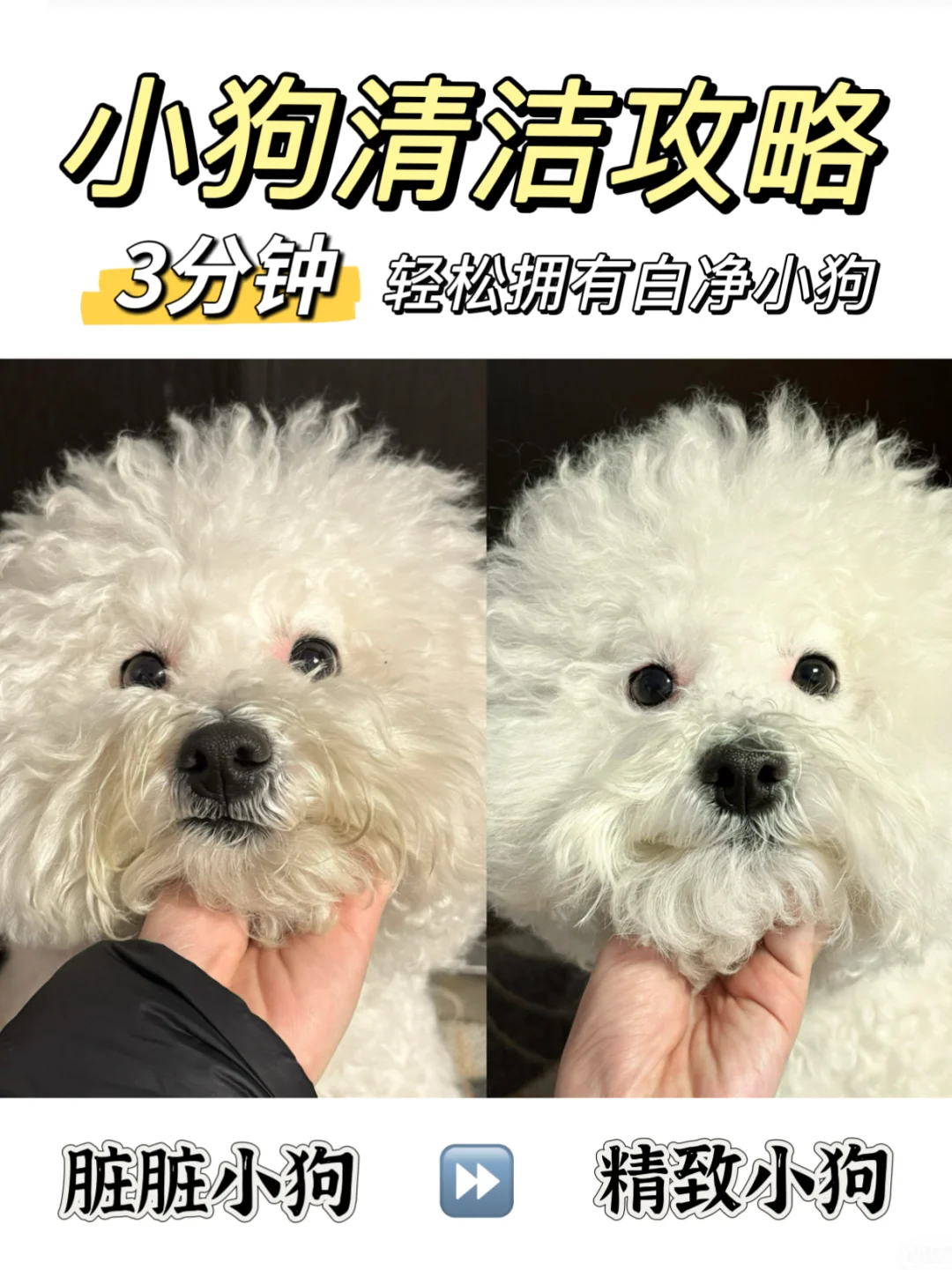 新手养狗！看我从脏脏小狗逆袭精致小狗
