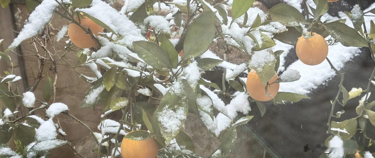 春城是谁盗来九天寒宫之落英，我倾入玉壶，以心火烹茶。借此茶，涤吾身之红尘俗垢，婉