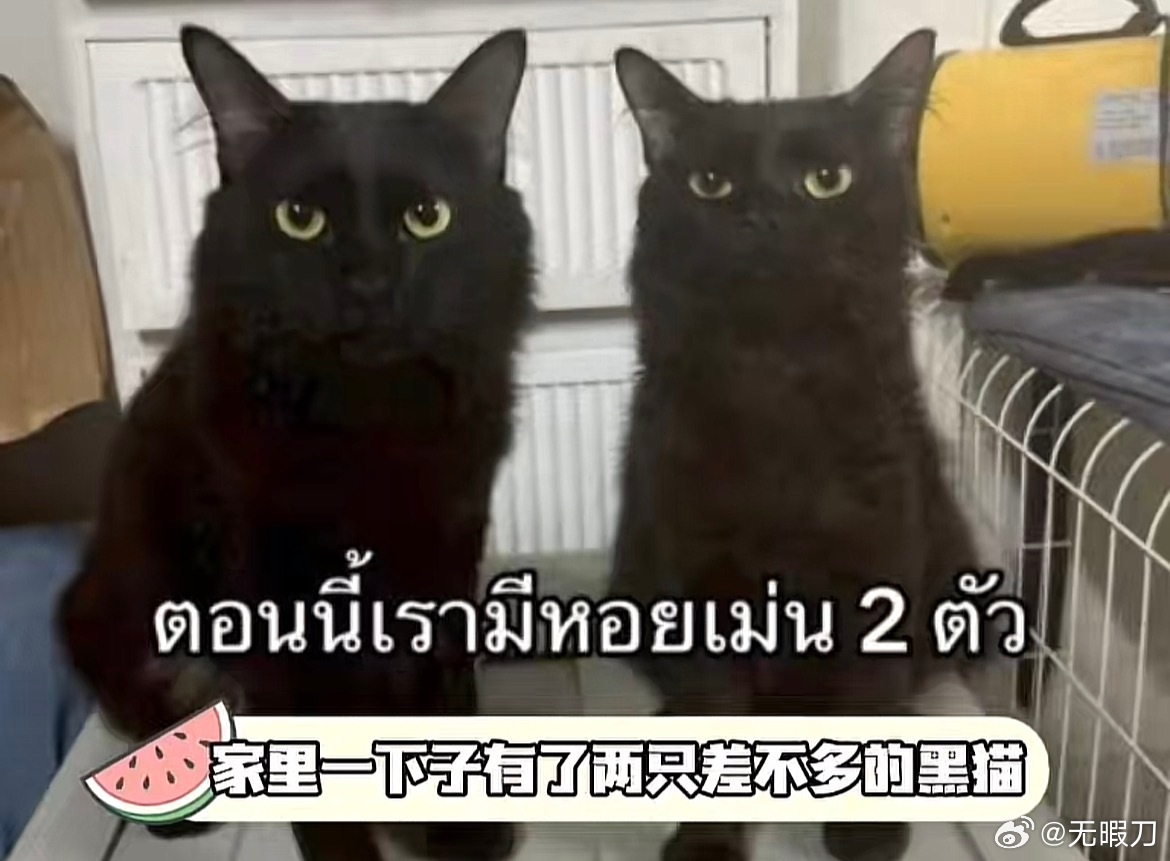 我养的黑毛男： 