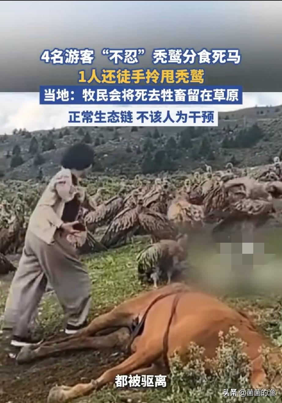 这也太离谱了？游客竟在草原“手撕秃鹫”，全网震怒：到底谁才是害虫？！
大无语事件