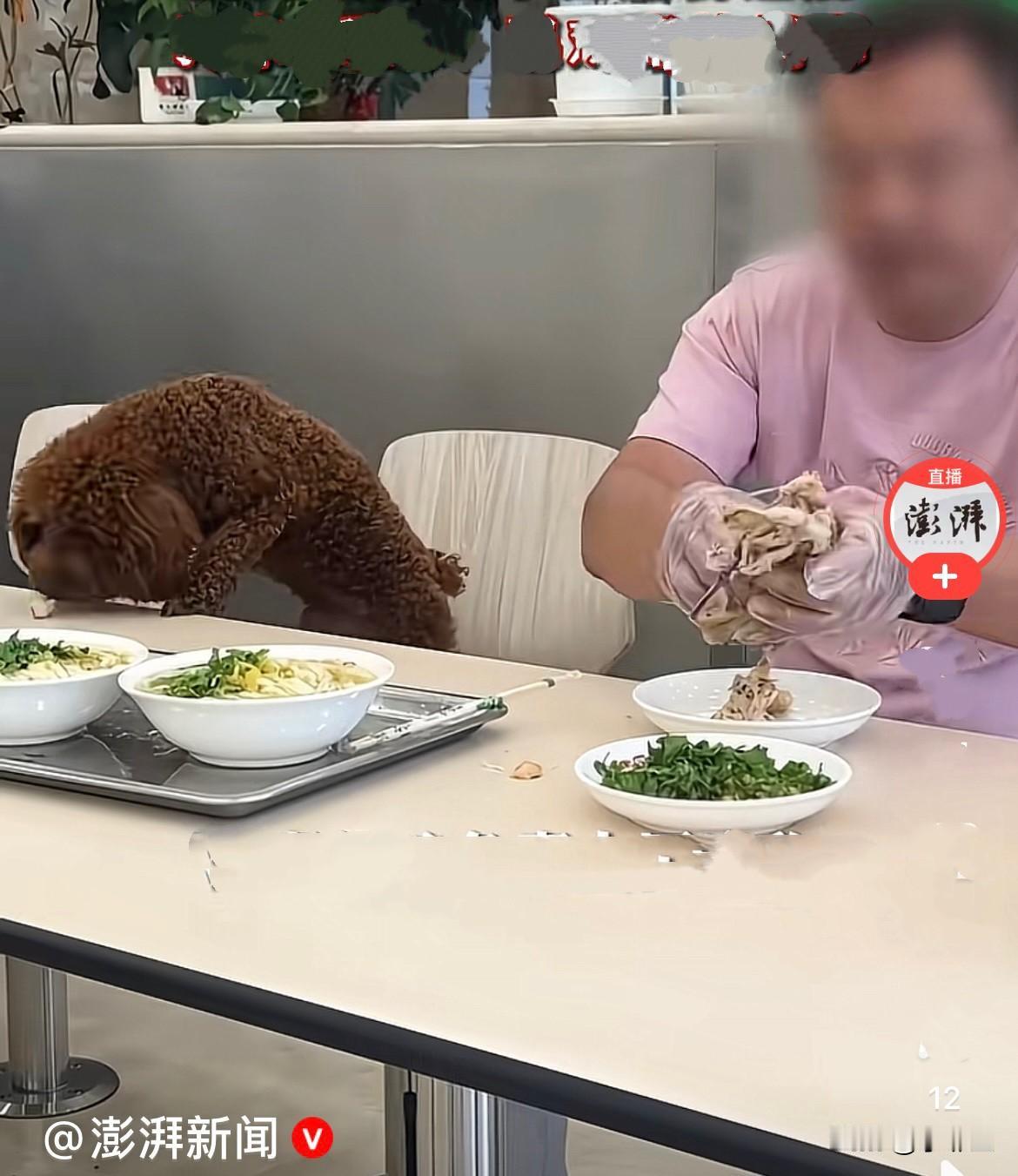 近日，辽宁沈阳一家明确张贴禁止携带宠物入内的饭店里，出现了让人极度不适的一幕……
