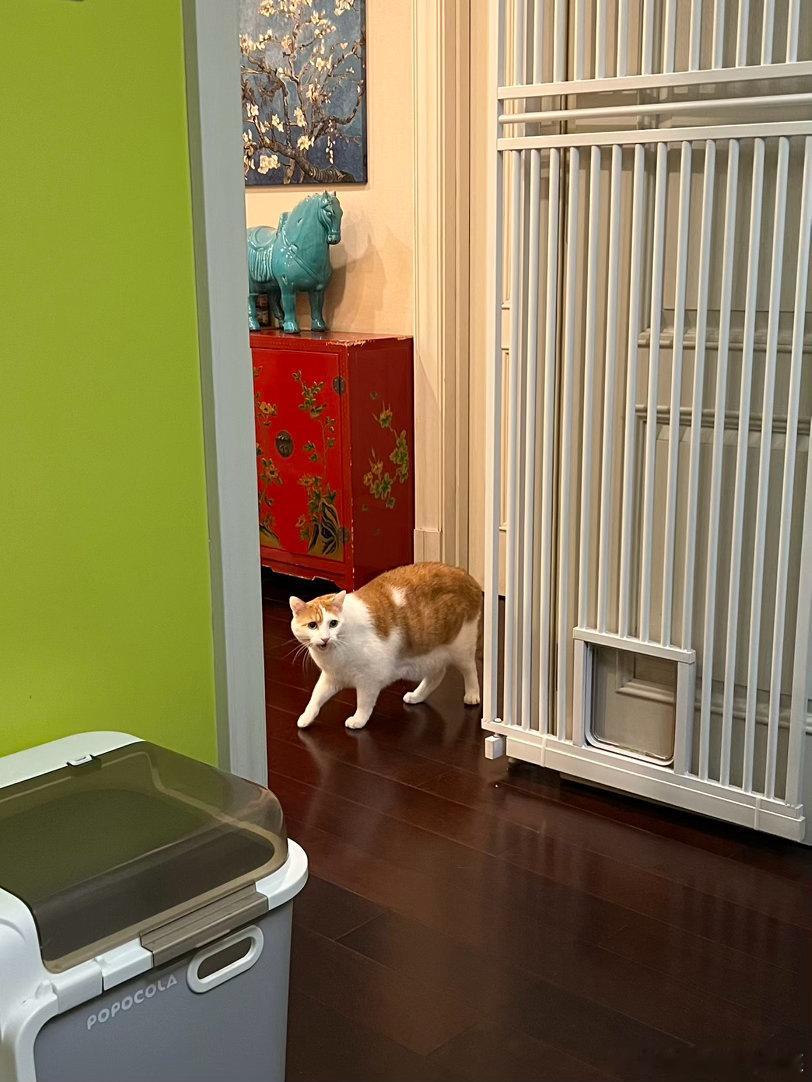 又来骂人李葵…不是，猴子你是没看见铁门是开着的吗？ ​​​