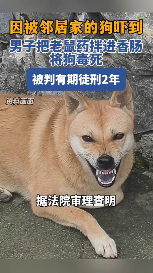“药死条狗判两年？”6月15日报道，吉林，一男子被邻居家养的狗吓到，他怀恨在心，