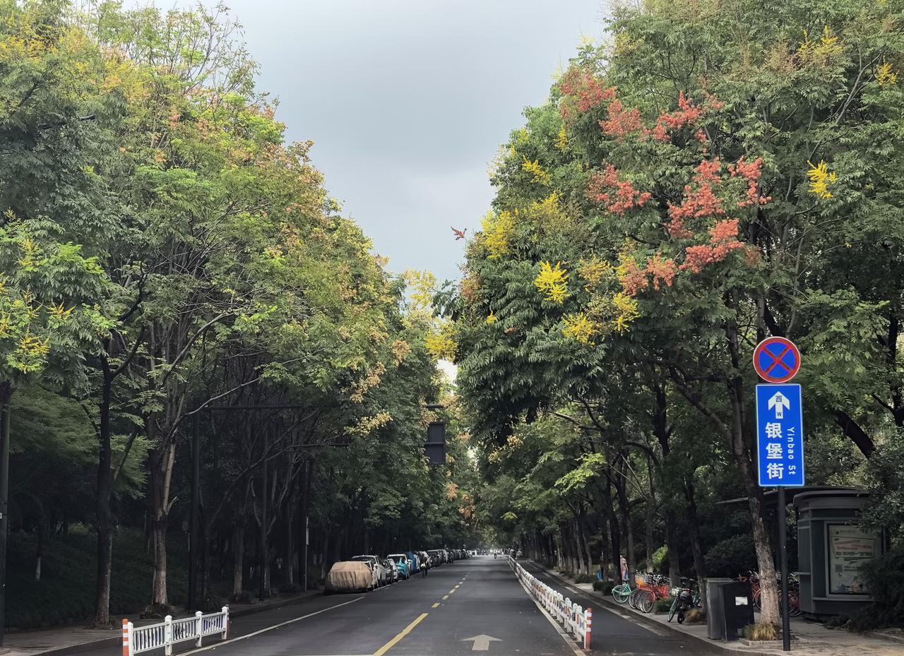 【银堡街的栾树花】
 
九月一到，银堡街的栾树就会把细碎的花缀满枝头。黄绿花瓣裹