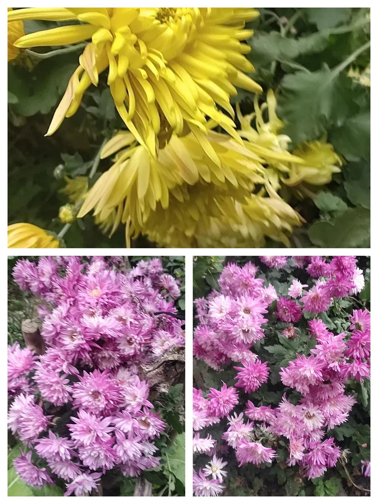 1. 秋阳裁金瓣，霞色染粉团，这菊花开得也太绝了！
2. 黄得耀眼，粉得软糯，每