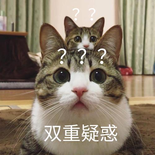 樊振东陈梦缺席一项WTT赛事将被罚5000美元  真叫人头大啊，弃赛还得交罚款[