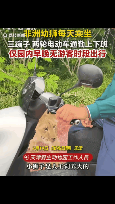 笑翻了！天津野生动物园里的一头非洲幼狮，从小就和饲养员生活在一起，久而久之它也入