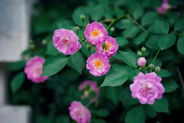 40批次不合格食品被通报，涉及多平台热销品
 
2026年1月21日，市场监管总